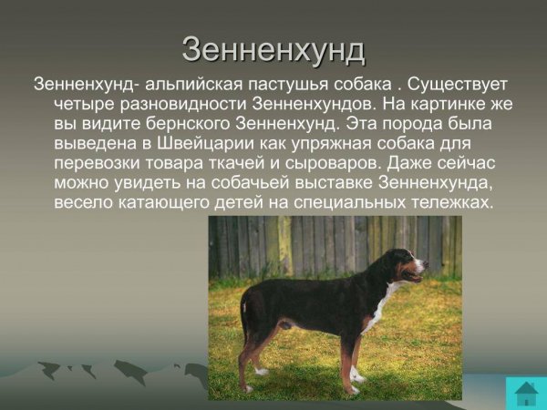 Зенненхунд