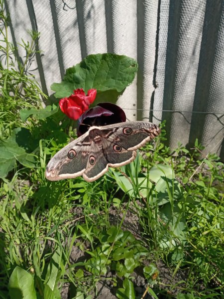 picture_340218718
