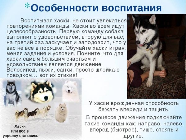 Хаски