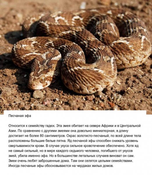 Песчаная эфа