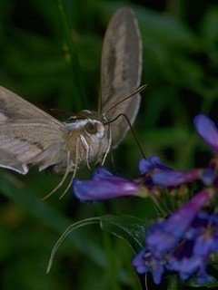 Insects 026