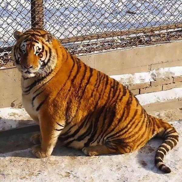 Tiger