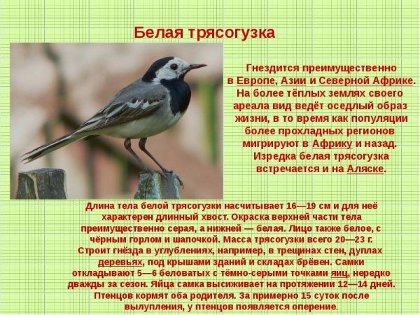 Белая трясогузка