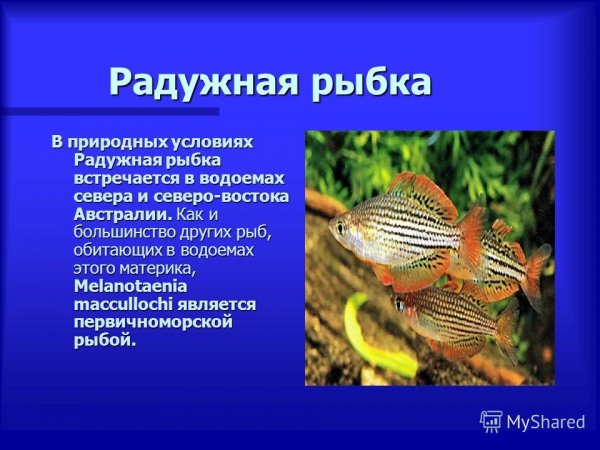 Радужная рыбка