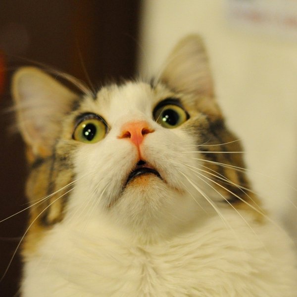 котик