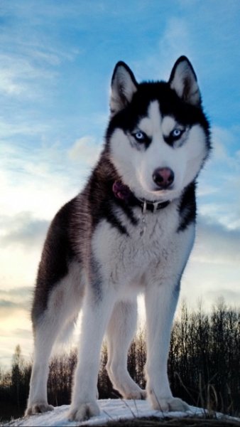 husky dog