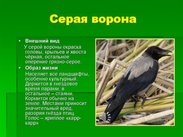 Серая ворона