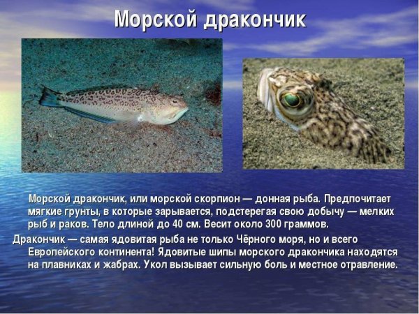 Морской дракончик