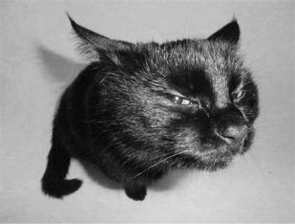 Cats' faces (199)