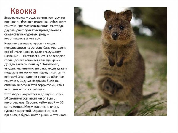 Квокка