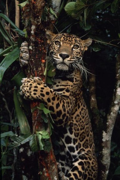 Jaguar