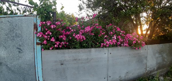 picture_375287189
