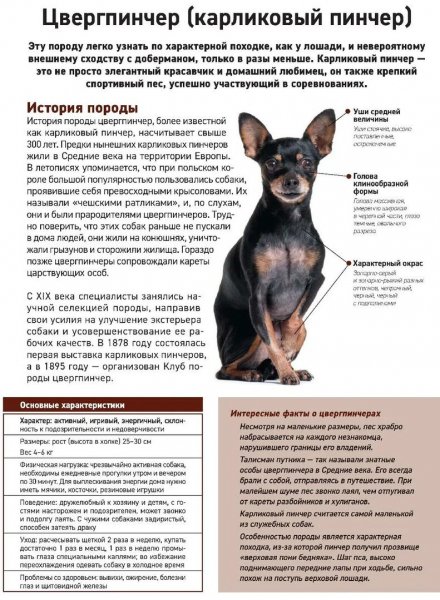 Карликовый пинчер