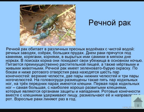 Речной рак