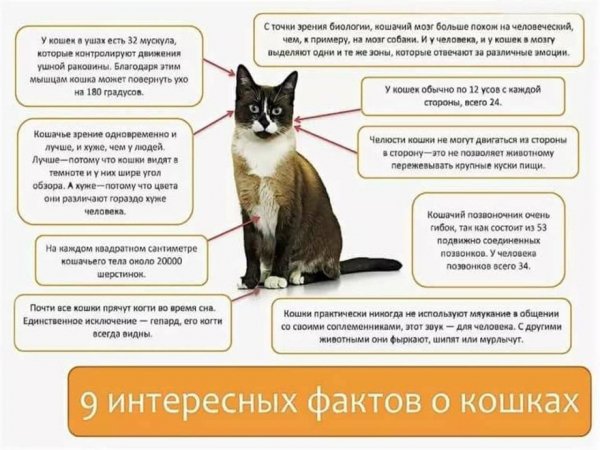 9 интересных фактов о кошках