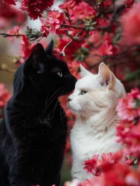 Кошачья любовь