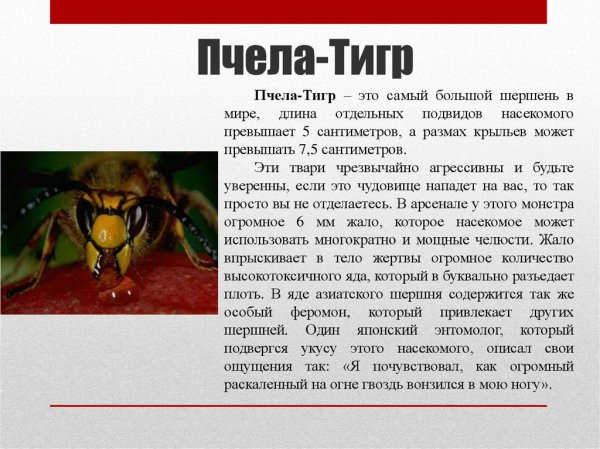 Пчела - Тигр