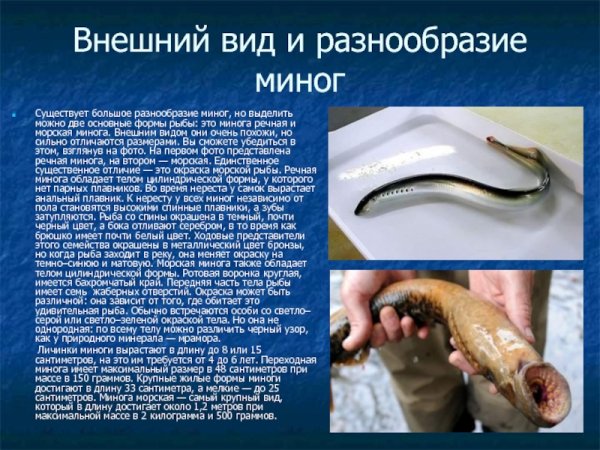 Миноги