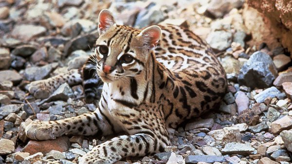 Ocelot