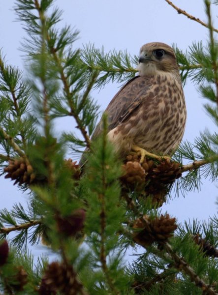 Cq2NFGH51P0