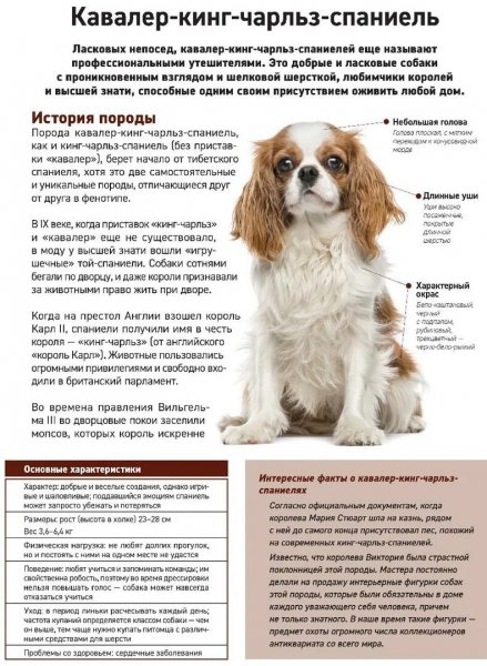 Породы собак