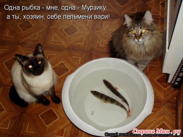 Пельмени вари!