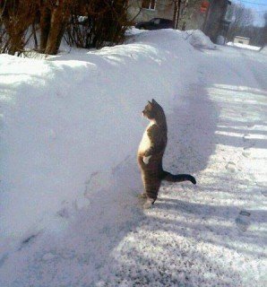 вижу