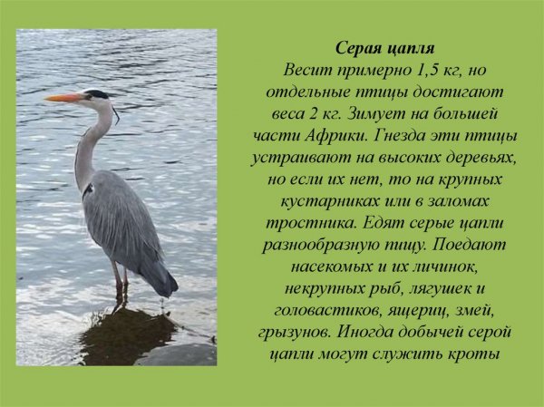 Серая цапля