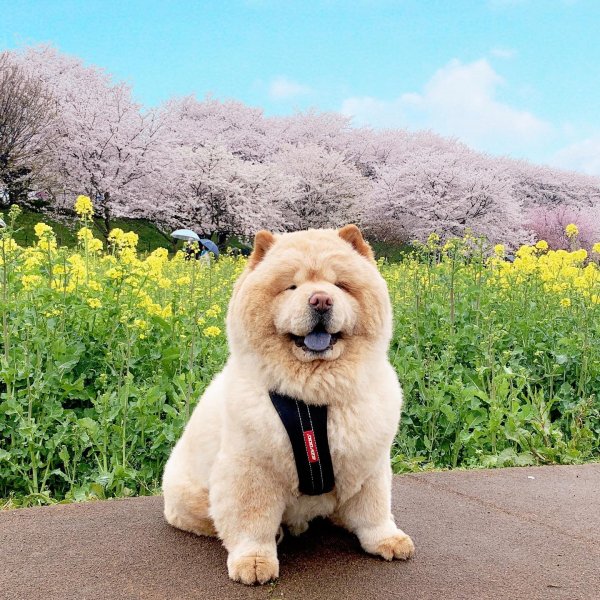 MEDIA # OF DOG
