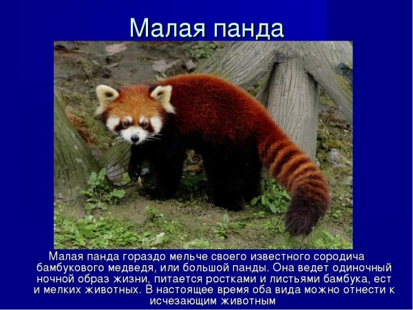 Малая панда