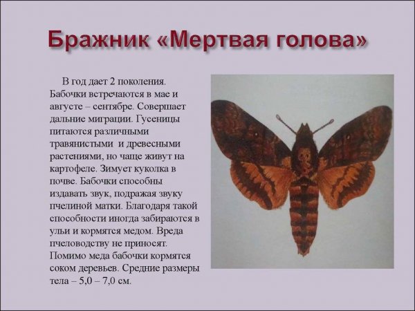 Бражник "Мёртвая голова"