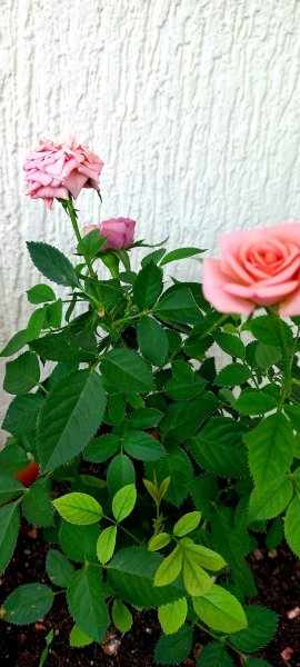 picture_324165464