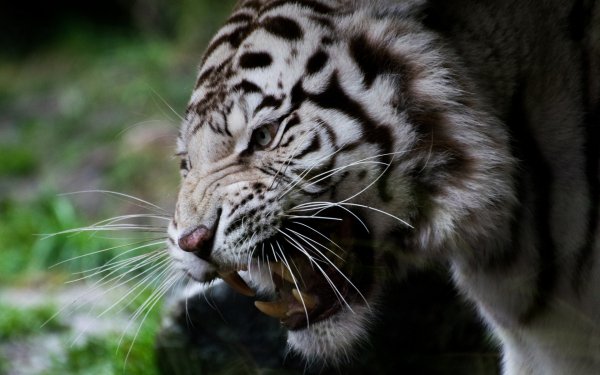 belyy-tigr-morda-oskal-00049
