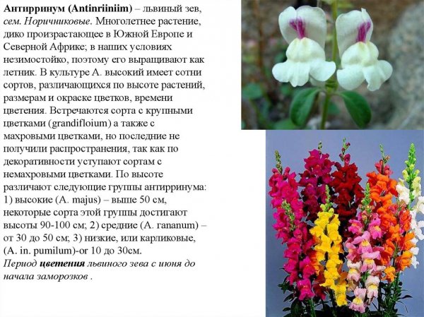 Львиный зев