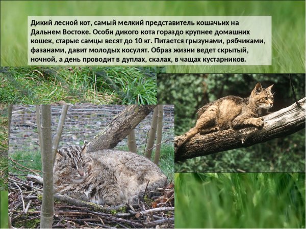 Дикий лесной кот