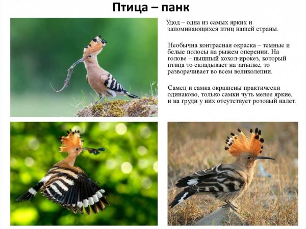 Удод