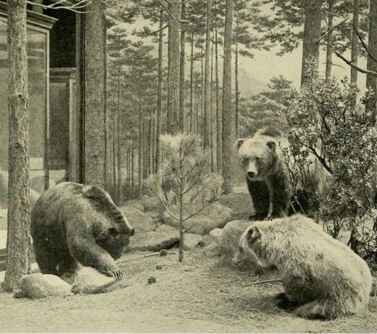 Mexican-Grizzly-Bear