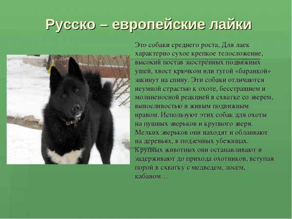 Лайки