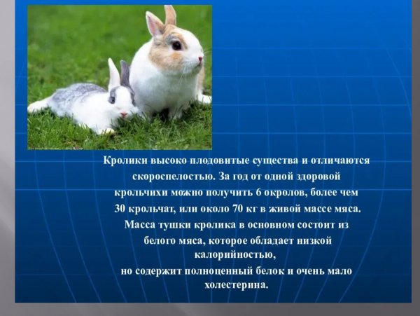 Кролики