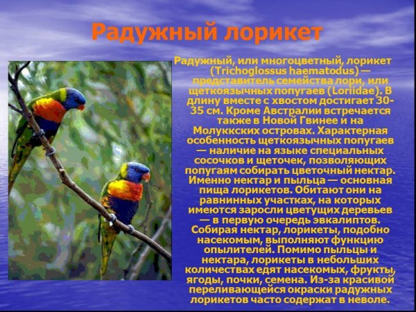 Радужный лорикет