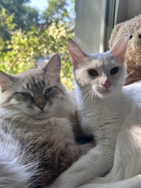 Котики