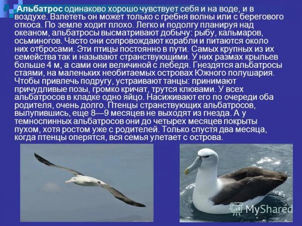 Альбатрос