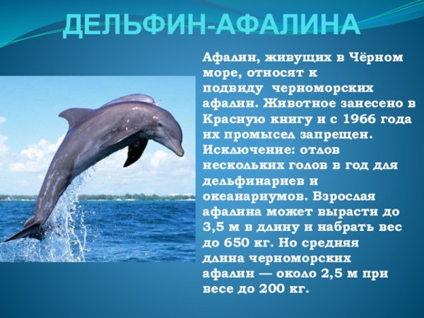 Дельфин афалина