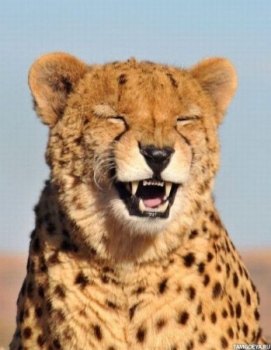 Gepard
