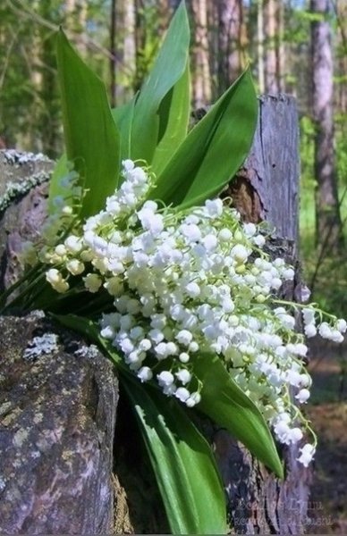 Ландыши