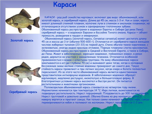 Караси