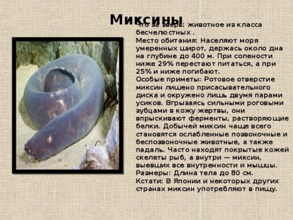 Миксины