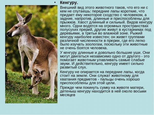 Кенгуру