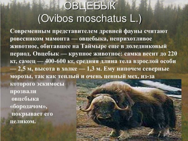 Овцебык