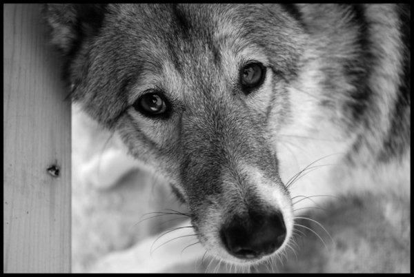 1volk